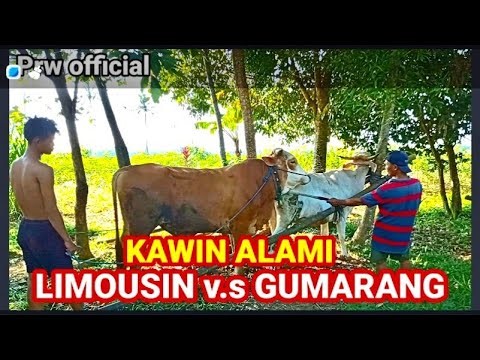 JEJAK PETUALANG PERKAWINAN ALAMI SAPI LIMOUSIN v.s SAPI MENTAL ..