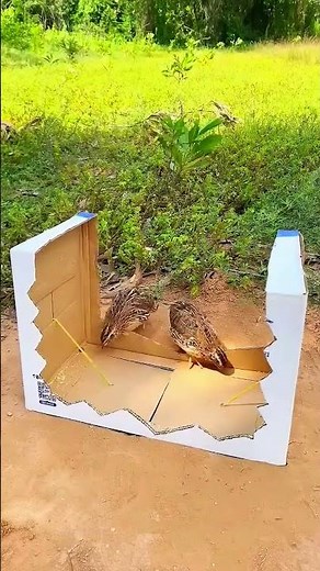 A flock of chickens was caught using just a cardboard box.