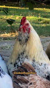 14K views · 7.5K reactions | Fun Facts with Frankie  #chickens #funfacts #sameshitdifferentday #rooster #funnyanimals #chickensofinstagram #chickenhappyhour | Chicken Happy Hour | Facebook