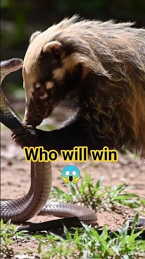 Honey Badger vs Cobra Deadly Jungle Fight #ai #animalshorts