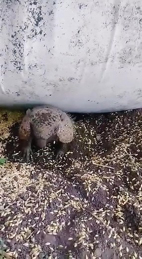 Discover the Fascinating Life of Armadillos Outdoors