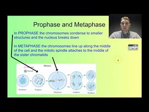 Flippin' Science - Binary Fission and Mitosis