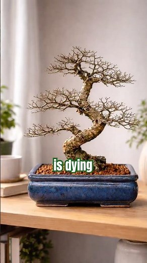 Stop! My #Bonsai Is Dying… Or Is It? 🌿 Bonsai Trees for Beginners