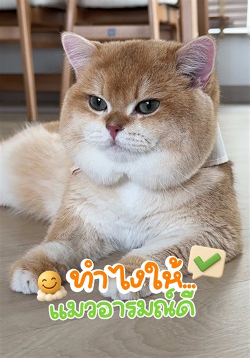 เฉลยเคล็ดลับของแม่ที่ทำให้ ‘แมวอารมณ์ดี’ ได้ทุกวัน🐱💓 หุ่นยนต์ดูดฝุ่นถูพื้น Ecovacs DEEBOT T80 OMNI คือตัวช่วยสำคัญในเรื่องนี้ 👍🏻🥰 @ECOVACS Thailand #ECOVACSDEEBOTT80OMNI #หุ่นยนต์ดูดฝุ่นถูพื้น #ทำความสะอาดบ้าน #วาเลนเวนเซล #แมวน่ารัก