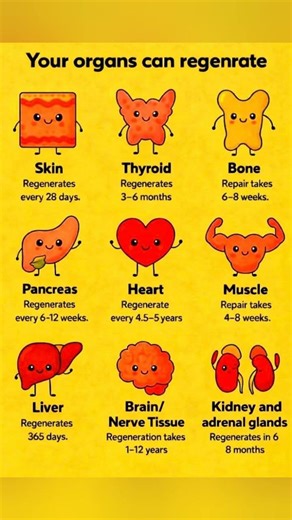 Can Your Organs Really Regenerate? The Science #healthtips #healthyfood #organhealth