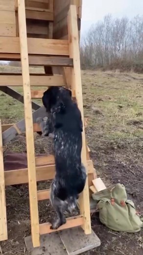 Aww... • #deutschdrahthaar #germanwirehairedpointer #jagdhund #hundaufleiter | Deutsch Drahthaar Lovers