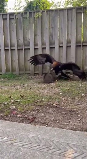 cats vs eagles