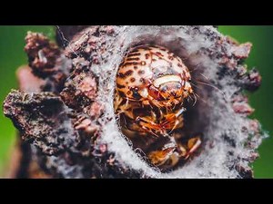 How to identify and kill Bagworms