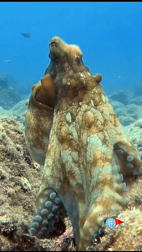Incredible close-up of an octopus standing tall on the reef — showing off its intelligence, colors, and personality! 🐙✨ One of the ocean's true wonders. Dive with us and witness amazing moments like this! Share if you love octopuses! #Octopus #CloseUpNature #octopuslove #OceanWonders #ScubaDiving #RedSea #MarineLife #UnderwaterWorld #DiveWithUs | Red Sea Diving