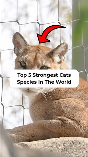 Top 5 Strongest Wild Cats in the World | Most Powerful Big Cats Ranked #shorts #cats #animals