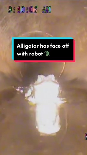 The #robotic #camera #investigates problems with pipes, but the #robot made a #surprise #discovery instead in the form of a 5ft #alligator 🐊