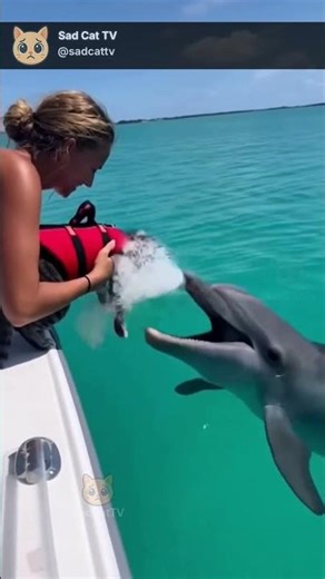 Cat and Dolphin Share a Beautiful Moment... Then the Dolphin Does THIS! 😱🐱🐬❤️