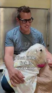 Rescuing Shy Dog: Transformation & First 'Good Girl' #shorts