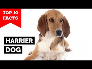 Harrier Dog - Top 10 Facts