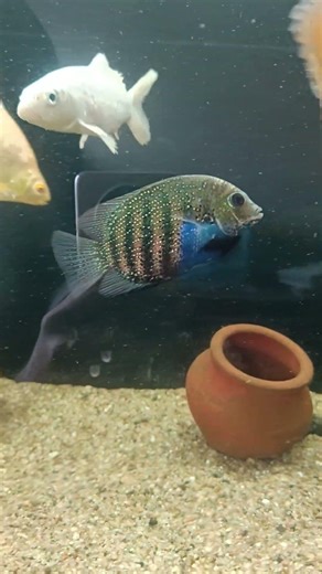 ❤️‍🔥#oscar #shorts #kurlaFishMarket #mumbai #aquarium #fishkeeping #fishshorts #viral #trending #og