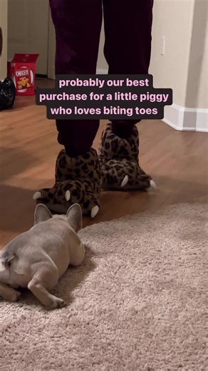157K views · 5.5K reactions | The slippers are a hit  @frankiethefrenchie111 • • • • #frenchbulldog #frenchiesofinstagram #frenchie #frenchbulldogsofinstagram #frenchiepuppy | Frenchies.1 | Facebook