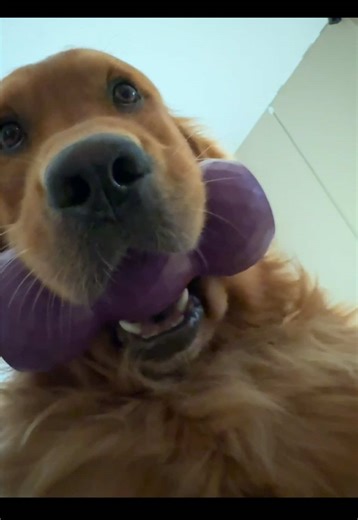 Go ahead! Boop It! #goldenretriever #snoot #boop #cutedog #kong