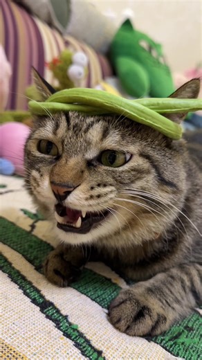 Stylish Cat Accessories for Your Feline Fashionista