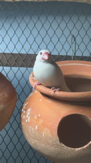 My Java Finch inside Aviary #zakiloveandpets #java #javafinchbird #finchaviary