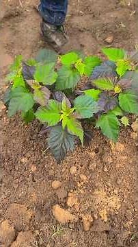 Planting - Proven Winners Summerific® 'Edge of Night' Rose Mallow (Hibiscus hybrid) #hibiscus