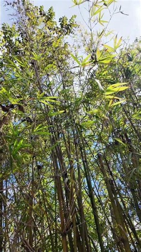 International Forest Day