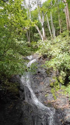 Flats, condos and homes. Beach Tropical Forest, 90% of the territory is Private Reserve. | Serena Blue Residences