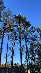 1.6K views | Topping A Tall Pine Tree In Lithonia!  #georgia #treeremoval #cleanup #arborist #treeservice | Hernandez Tree Service | Facebook