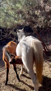 Mother Horse Nursing Foal in the Mountains
