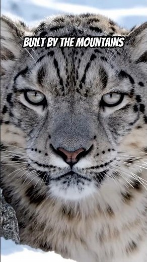 How Snow Leopards Rule the Mountains