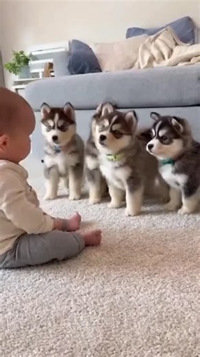 Talking to a Pomsky. #dog #baby #puppy #pomsky | Baby vs Puppy
