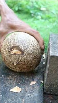 very useful tool for removing coconut shell
