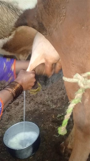 MILK BY HANDS GOOD LOOKING NATURAL BEAUTY #cow #cattleworld #dairyproducts #farming #animals #anima#