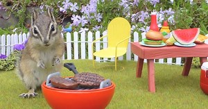'Chipmunk Lady' Creates Scenes with Furry Friends