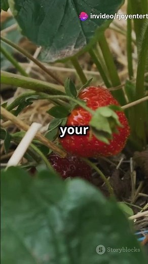 Strawberry Plant Care Tips 🍓 | How to Grow & Maintain Healthy Strawberries!