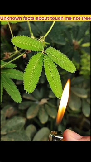 The Science Behind the Touch-Me-Not Plant 🌱 | Nature’s Most Sensitive Plant#facts#viral