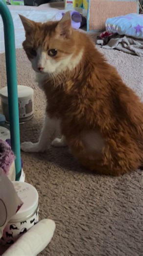 11K views · 1.4K reactions | My glorious meows are back!#cat #cats #meow #meows #meowstagram #meowfeature #meowmeow #catsofinstagram #catlove #love #lovecats #cute #cutecat #fyp #catlover #catlady #happy | Butters | Facebook