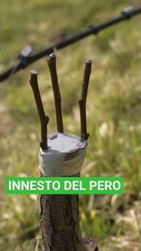 INNESTO del PERO: ecco come fare