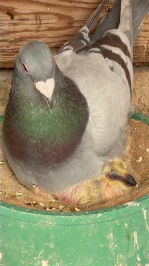 Male Pigeon Taking Care of His Young #pigeon
