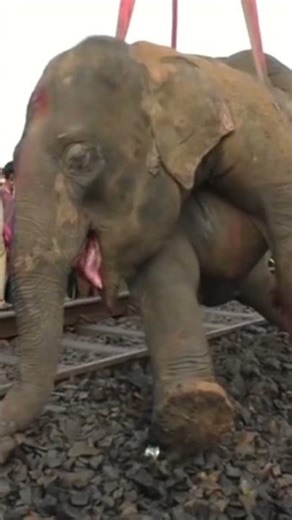 Dead Elephant Turns Into a Time Bomb 😱 | Shocking Jungle Truth #shorts #elephant #rainforest