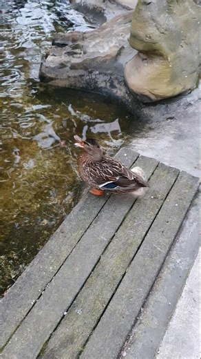 Talkative Duck Preening and Quacking | ASMR Nature🦆donostia | 4K