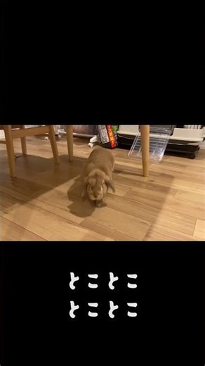 【えっ！】きれいな伸びからのトコトコ歩きが可愛すぎるうさぎ🐰#うさぎのいる生活#癒やし#shorts#かわいい#動物#ペットのいる生活#うさぎ#ペット #rabbit#bunny#cute#pet