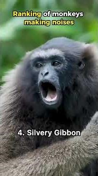 RANKING OF MONKEYS MAKING NOISE #shorts #ranking #tiktok #dogs
