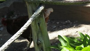 Chickens All Around The Fantastic Umbrella Factory