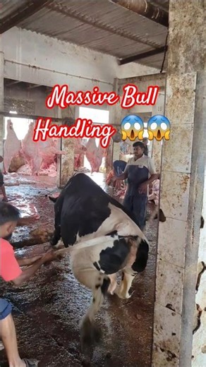 Strongest Bull Ever Seen in Slaughterhouse! 😳 #ytshorts