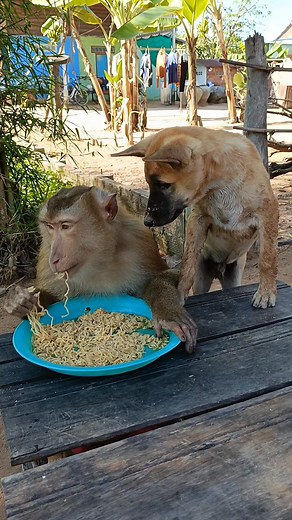 Perfect video SokYaa,OG, To To And Mom Are Famous & Amazing | Primitive Cooking | Facebook