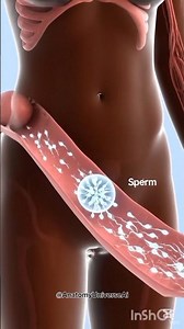 Ovulation and Fertilization Explained In 8 Seconds .