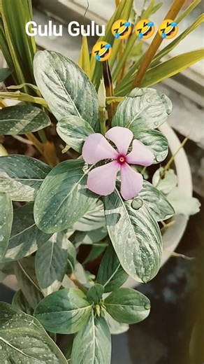 google meme teacher | google reading funny | google spelling funny #gardeningbyrc #googleedu