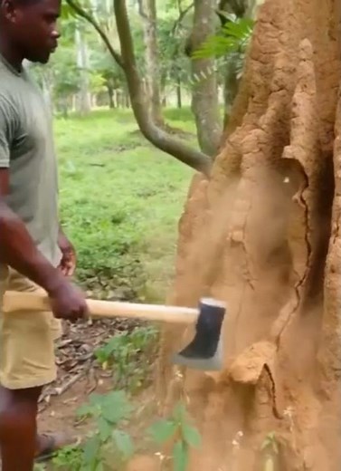 What’s inside a massive termite nest? #discovery #wildlife
