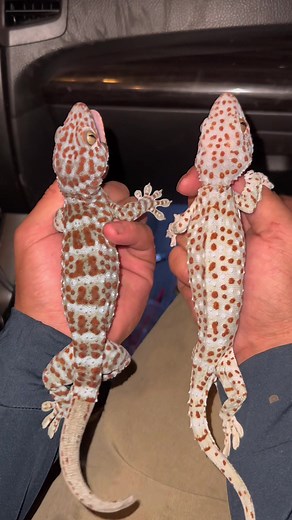 Everglade swamp hiking ##everglades#foryou#fyp#wildlife#conservation#flaoridaman#florida#floridacheck#alligator#snake#lizard#viral#nature#swamp#foryoupage#animals