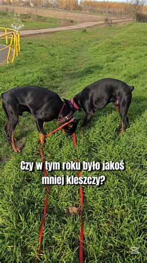 Sposób na kleszcze, dobermany na spacerku